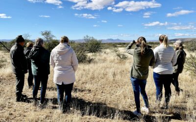Wild Cheetah Tracking in the Eastern Cape