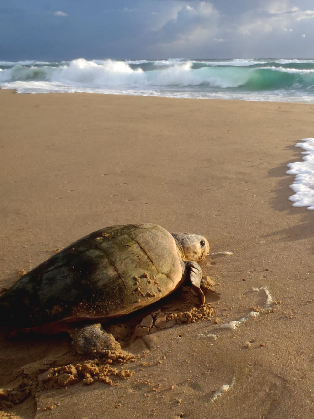 sea turtle South Africa