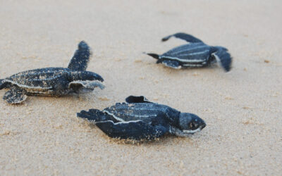 Sea Turtles of South Africa in the Spotlight