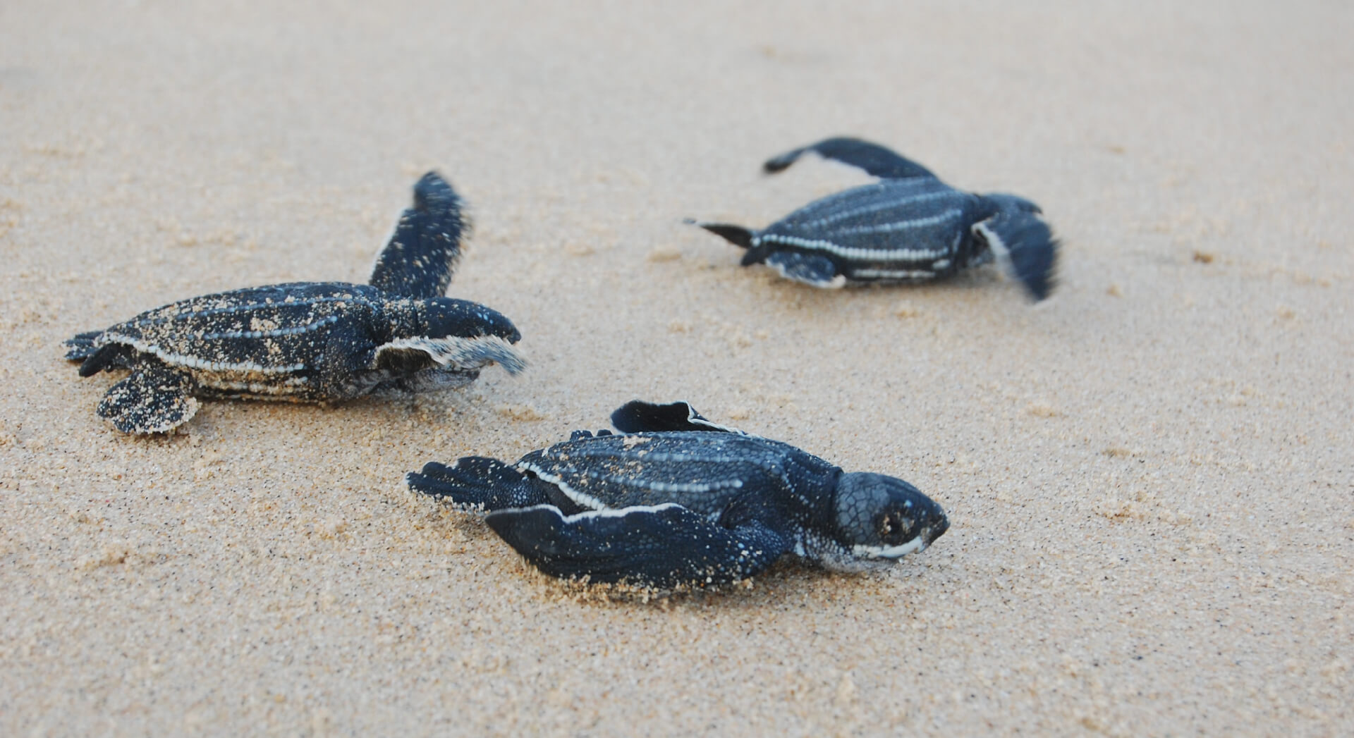 sea turtles African Soul Safaris
