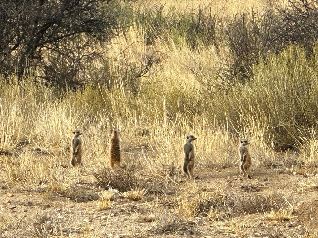 Sunrise with Meerkats in Namibia
