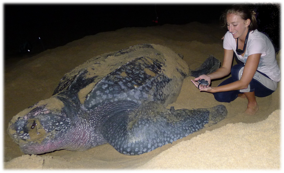 Leatherback sea turtles